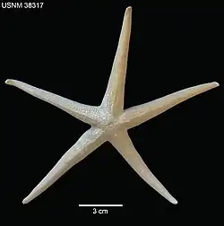 Narcissia gracilis (USNM)