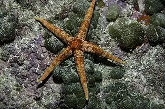 Narcissia trigonaria