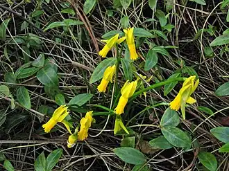 Description de l'image Narcissus cyclamineus01.jpg.