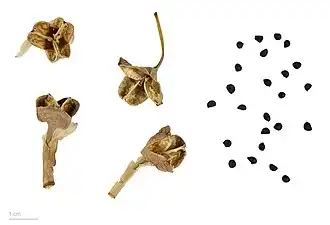 Narcissus pseudonarcissus (Muséum de Toulouse)