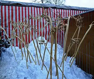 Les Hästräger de la Narrenzunft Nordrach portent des bâtons épluchés avec le rhizome vers le haut, aux extrémités desquels sont fixées 4 clochettes.