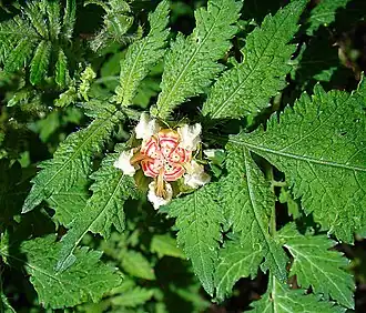 Description de cette image, également commentée ci-après