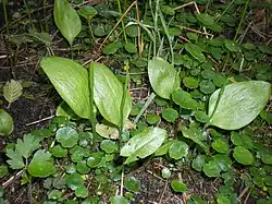 Ophioglosse langue de serpent