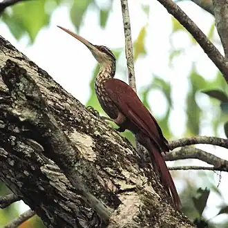 Description de l'image Nasica longirostris - Long-billed Woodcreeper.jpg.