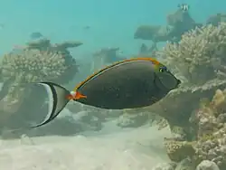 Un nason à éperons orange (Naso elegans)