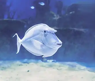 Photo sous l'eau d'un poisson aplati grisâtre, qui présente une corne frontale.