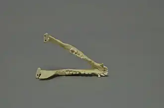 Mâchoire inférieure.