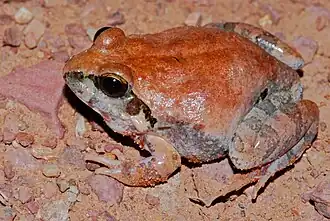 Description de l'image Natal Sand Frog (Tomopterna natalensis) (6885870624).jpg.