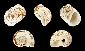 Description de l'image Natica fulminea f. cruentata 01.JPG.