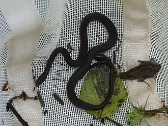 Description de l'image Natriciteres olivacea.jpg.