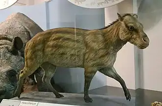 Restitution de Hyracotherium (Palaeotheriidae).