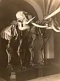Entrée du musée avec des squelettes d'éléphant