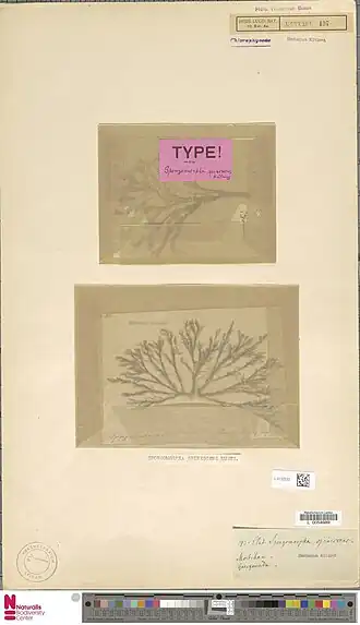Description de l'image Naturalis Biodiversity Center - L.4132233 - Spongomorpha spinescens Kütz. - Algae - Plant type specimen.jpeg.