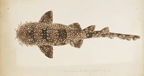 Orectolobus japonicus