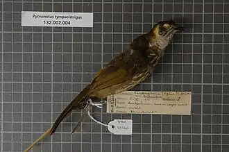 Description de l'image Naturalis Biodiversity Center - RMNH.AVES.125340 1 - Pycnonotus tympanistrigus (S. Muller, 1835) - Pycnonotidae - bird skin specimen.jpeg.