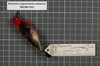 Description de l'image Naturalis Biodiversity Center - RMNH.AVES.133850 1 - Myzomela sanguinolenta caledonica Forbes, 1879 - Meliphagidae - bird skin specimen.jpeg.