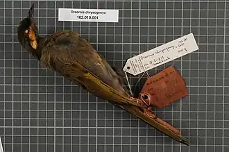 Description de l'image Naturalis Biodiversity Center - RMNH.AVES.134335 1 - Oreornis chrysogenys Van Oort, 1910 - Meliphagidae - bird skin specimen.jpeg.