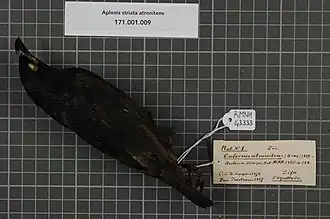 Description de l'image Naturalis Biodiversity Center - RMNH.AVES.143333 1 - Aplonis striata atronitens Gray, 1859 - Sturnidae - bird skin specimen.jpeg.