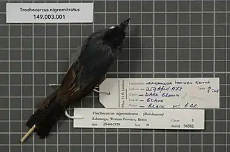 Description de l'image Naturalis Biodiversity Center - RMNH.AVES.94382 1 - Trochocercus nigromitratus (Reichenow, 1874) - Monarchidae - bird skin specimen.jpeg.