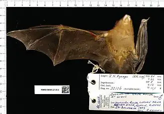 Description de l'image Naturalis Biodiversity Center - RMNH.MAM.32126.b ven - Triaenops persicus afer - skin.jpeg.