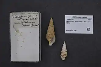 Xenuroturris millepunctata