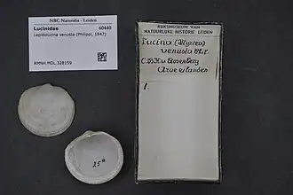 Lepidolucina venusta.