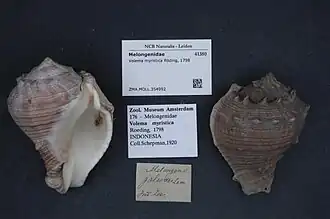 Volema myristica.