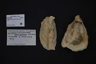 Crassostrea rhizophorae