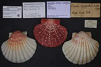 Pecten keppelianus