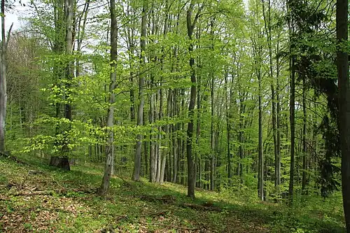 Réserve naturelle de Čepičná au printemps.