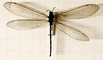 Myrmeleon formicarius