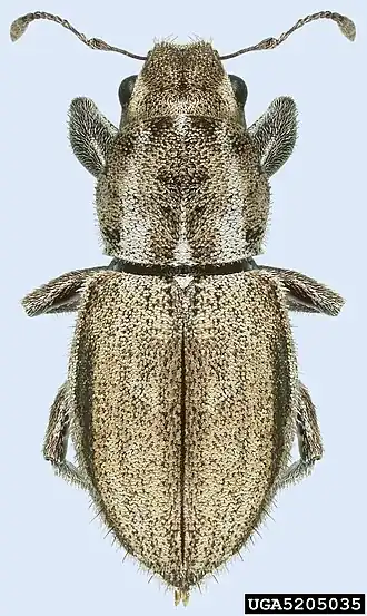 Description de l'image Naupactus leucoloma UGA5205035.jpg.