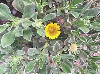 Description de l'image Nauplius smithii.jpg.