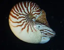 Nautilus macromphalus, photographié en plongée de nuit à Lifou, profondeur : 15 m