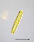 Navicula oblonga.