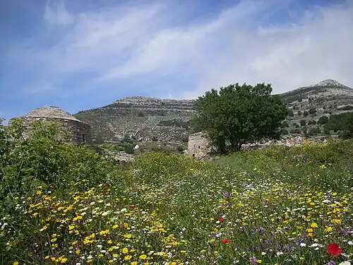 photographie d'une prairie de fleurs jaunes et rouges dans un paysage de montagne