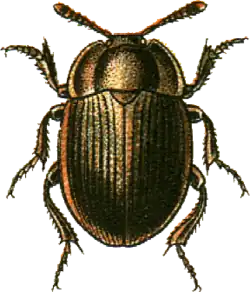 Necrophilus subterraneus.