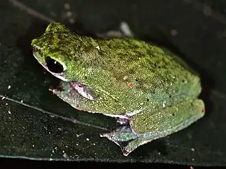 Description de l'image Nectophryne batesii.jpg.