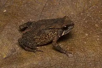 Description de l'image Nectophrynoides laticeps 310889575.jpg.