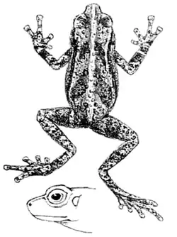 Description de l'image Nectophrynoides tornieri 2.png.