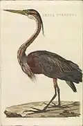 Ardea purpurea (Héron pourpré), planche 180