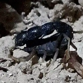 Description de l'image Negebensis scorpion.jpg.