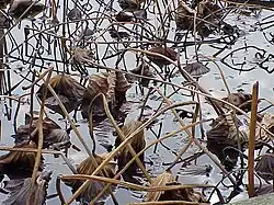 À la saison froide la partie aérienne dépérit et pourrit.