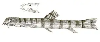 Description de l'image Nemacheilus montanus Day 153.jpg.