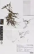 Nemacystus novae-zelandiae, planche de l'herbier du Musée du mémorial de guerre d'Auckland.
