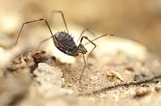 Description de l'image Nemastomella dubia 1.jpg.