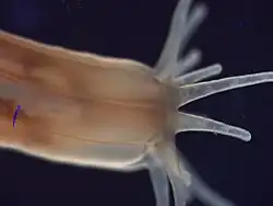 Nematostella vectensis.