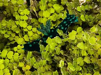 Halimeda opuntia (avec une Nembrotha cristata)