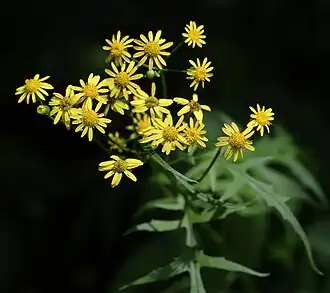 Description de l'image Nemosenecio nikoensis s2.JPG.