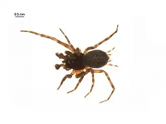 Description de l'image Neoantistea gosiuta m2.jpg.